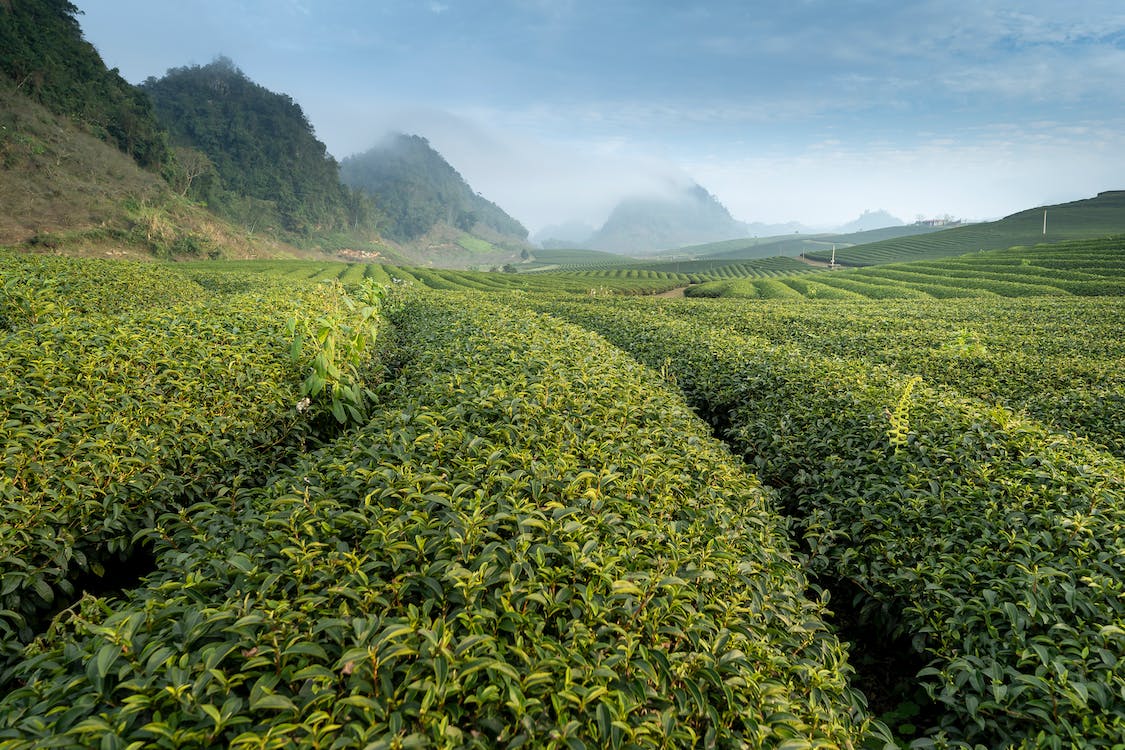 tea leaf